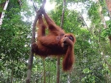 Yuk, Bertemu Orangutan di 4 Hutan Ini!