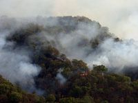 Si Jago Merah Hanguskan Ribuan Hektar Hutan