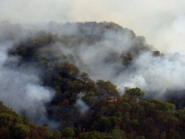 Si Jago Merah Hanguskan Ribuan Hektar Hutan