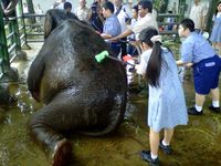 Siswa SD Mandikan Gajah KBS