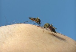 Ini Orang-orang yang Paling Berisiko Kena Malaria Parah