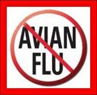 Bocah 8 Tahun Meninggal Dunia karena Flu Burung, Bali Waspada