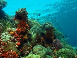 Decak Kagum yang Tak Henti di Wakatobi