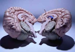 5 Langkah Mencegah Kejanggalan pada Otak Anak