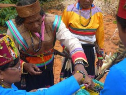 Ritual Penyambutan Tamu di Hutan Lindung Wehea
