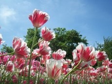 Aiih! Cantiknya Tulip Jerman di Musim Semi