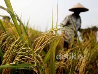 Beras Nasional Terus Ditambal dengan Impor