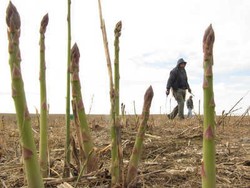 Asparagus Impor Rugikan Petani di Amerika