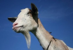 China Ciptakan Kambing Baru yang Lemaknya Menyehatkan