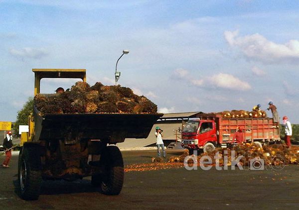 Melongok Kebun Sawit Milik Bakrie
