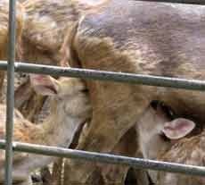 Hore..! KBS Punya Koleksi Tiga Bayi Rusa