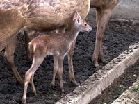 Koleksi Rusa KBS Bertambah