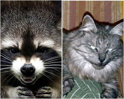 So Cute! 10 Hewan Lucu Berpose Garang