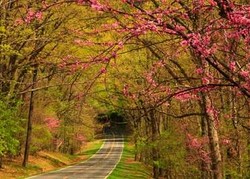 Menyusuri Indahnya Skyline Drive Saat Musim Semi