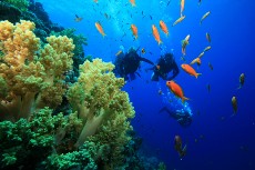 Jangan Lakukan 5 Hal Ini Saat Diving