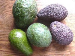 Yuk, Kenali Tiga Jenis Alpukat Ini!