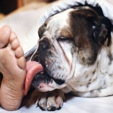 Gigit Anjing, Gadis Amerika Diadili