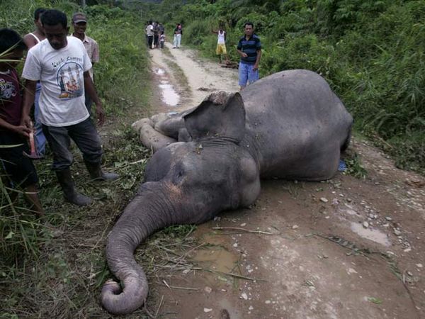 Kasihan, Gajah Aceh ini Mati Diracun Orang