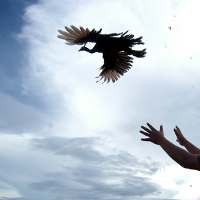 Merak Hijau dari Tangan Pemburu Liar Dikembalikan ke Taman Nasional Baluran 