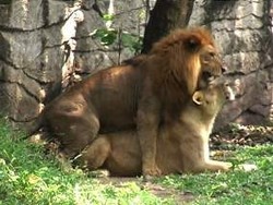 Singa Koleksi Kebun Binatang Surabaya Mulai Kawin