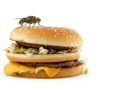 7 Jenis Serangga yang Sering Tanpa Sadar Ikut Termakan