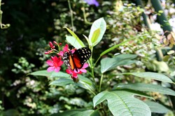 Aiih! Cantiknya Kupu-kupu di Victoria Butterfly Gardens