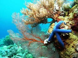 Kehabisan Kata-kata di 5 Surga Diving di Indonesia Ini