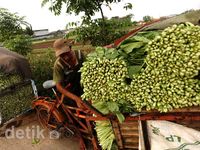 Petani Lokal Berharap Sayur Impor Dibatasi