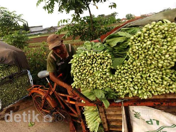 Petani Lokal Berharap Sayur Impor Dibatasi