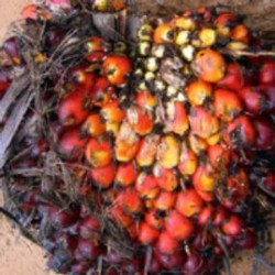 BW Plantations Incar 30 Ribu Ha Lahan Sawit Baru di Kalimantan