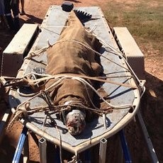 Buaya Raksasa Pemangsa 9 Anjing Ditangkap di Australia!