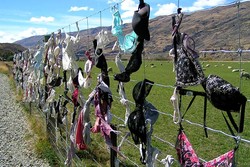 Ups! Pernah Ada Pagar Penuh Bra di Selandia Baru