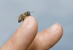 Tak Ada Bunga, Lebah Mulai Hisap Keringat Manusia