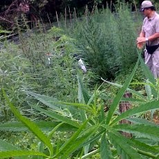 Polisi Sita 23 Kg Ganja di Jatiasih dari 3 Tersangka