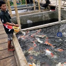 Jakarta Akan Jadi Tuan Rumah Kontes Koi Terbesar di Dunia