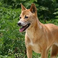 Awas..! Predator Ajag di Taman Nasional Baluran Incar Ternak Warga