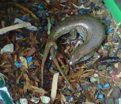 Kadal Berekor 3 di Semarang Jadi Tontonan Warga