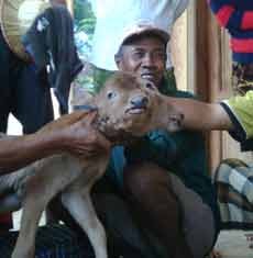 Anak Sapi Lahir Berkepala Dua dan Bermata Empat