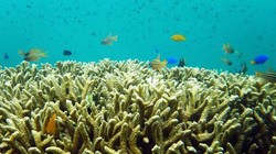 Serunya Snorkeling di Pulau Kelagian, Lampung