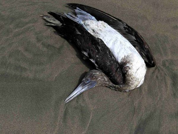 Ribuan Burung Mati Misterius di Pantai Peru