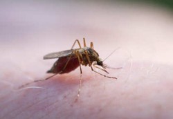 Lakukan Begini Jika Digigit 8 Serangga Ini