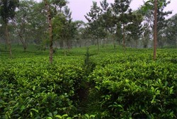 Kebun Teh Wonosari, Kesejukan Khas Malang