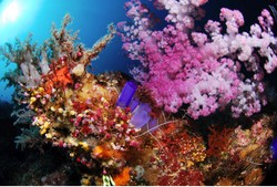 Wow! Pangeran William Pernah Diving di Maratua