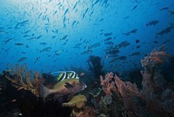 Indonesia Timur Masih Juaranya Keindahan Alam Bawah Laut