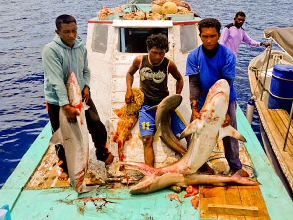 Ilegal Fishing Ancam Kecantikan Raja Ampat