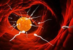 Sperma Bukan Perenang Andal, Lebih Mirip Sopir Ugal-ugalan