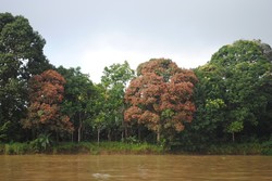 Serunya Menyusuri Sungai Mahakam