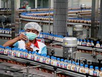 Melihat dari Dekat Pembotolan Teh Segar