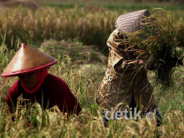 Petani Keluhkan Produksi Padi yang Terus Menurun