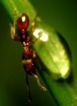 Awas! 5 Serangga Ini Paling Sering Hinggap Pada Makanan